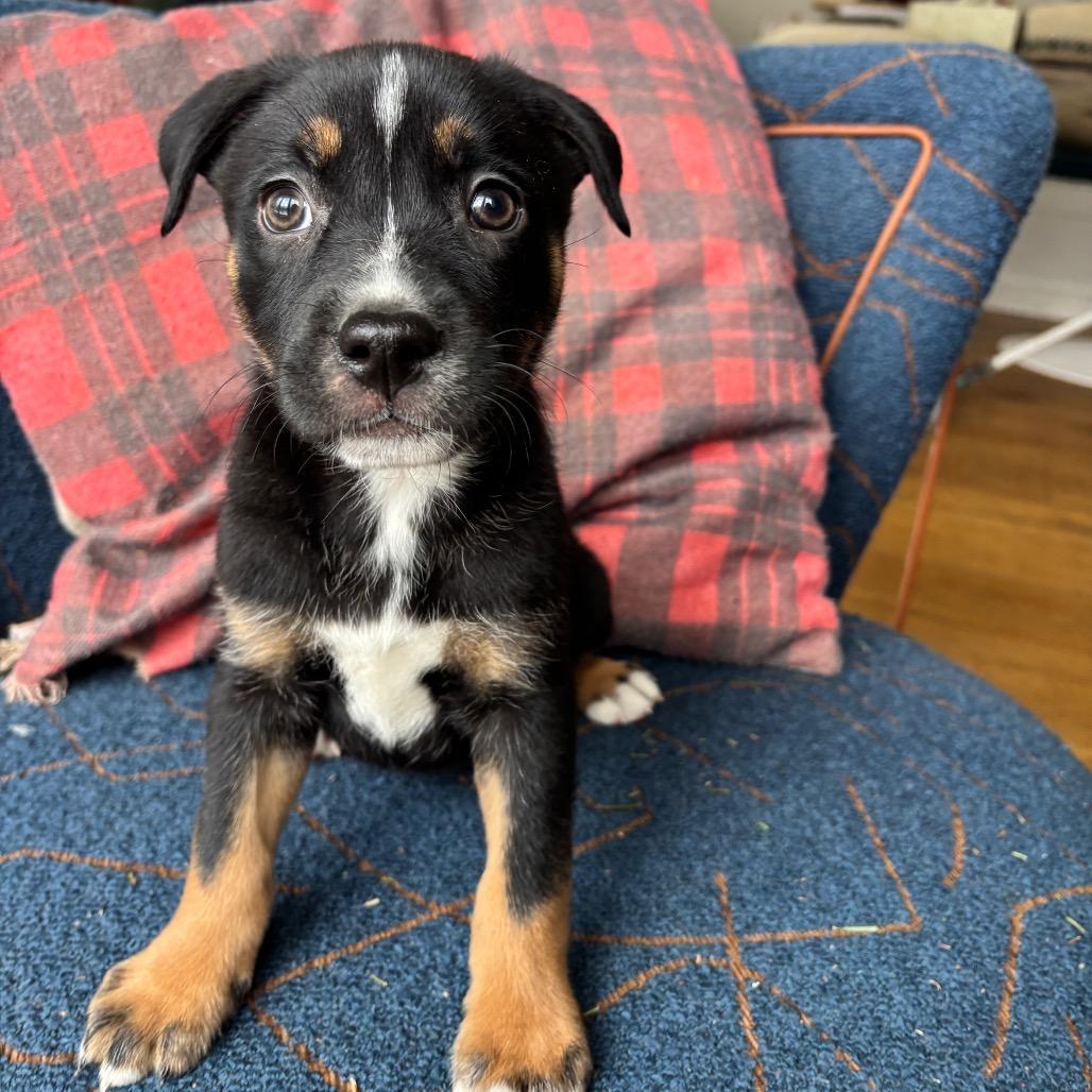 A baby large-sized female Black Shepherd dog named Ny April Jan for adoption in Stormville, NY