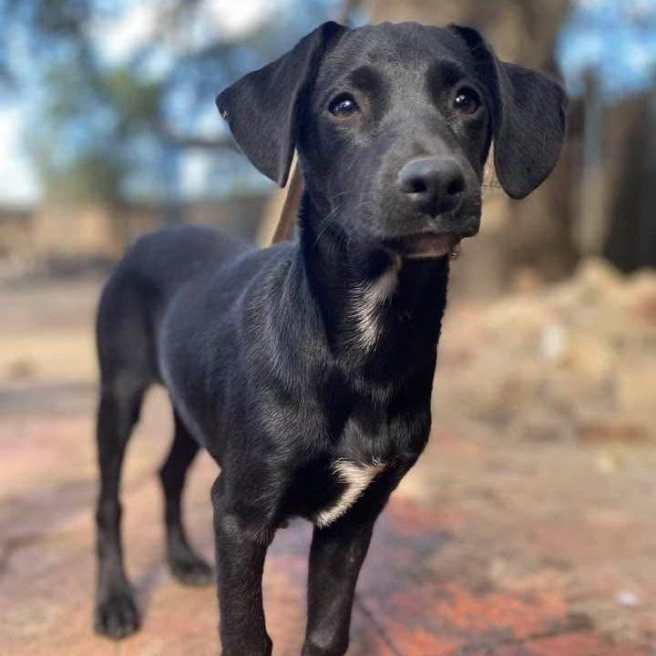 A baby medium-sized female Black Catahoula Leopard Dog dog named Licorish Pc for adoption in Goliad, TX