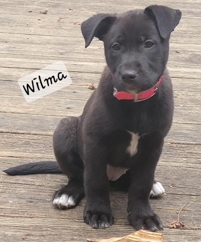 Wilma