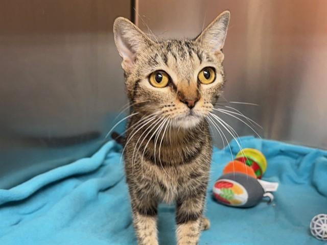A young small-sized female Domestic Short Hair cat named Marble for adoption in Rancho Cucamonga, CA