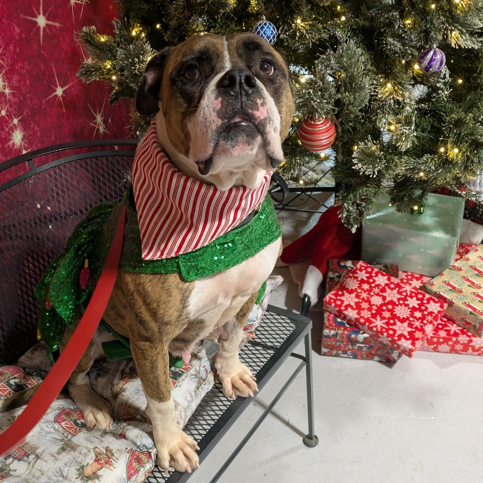 Peanut Brittle photo 1