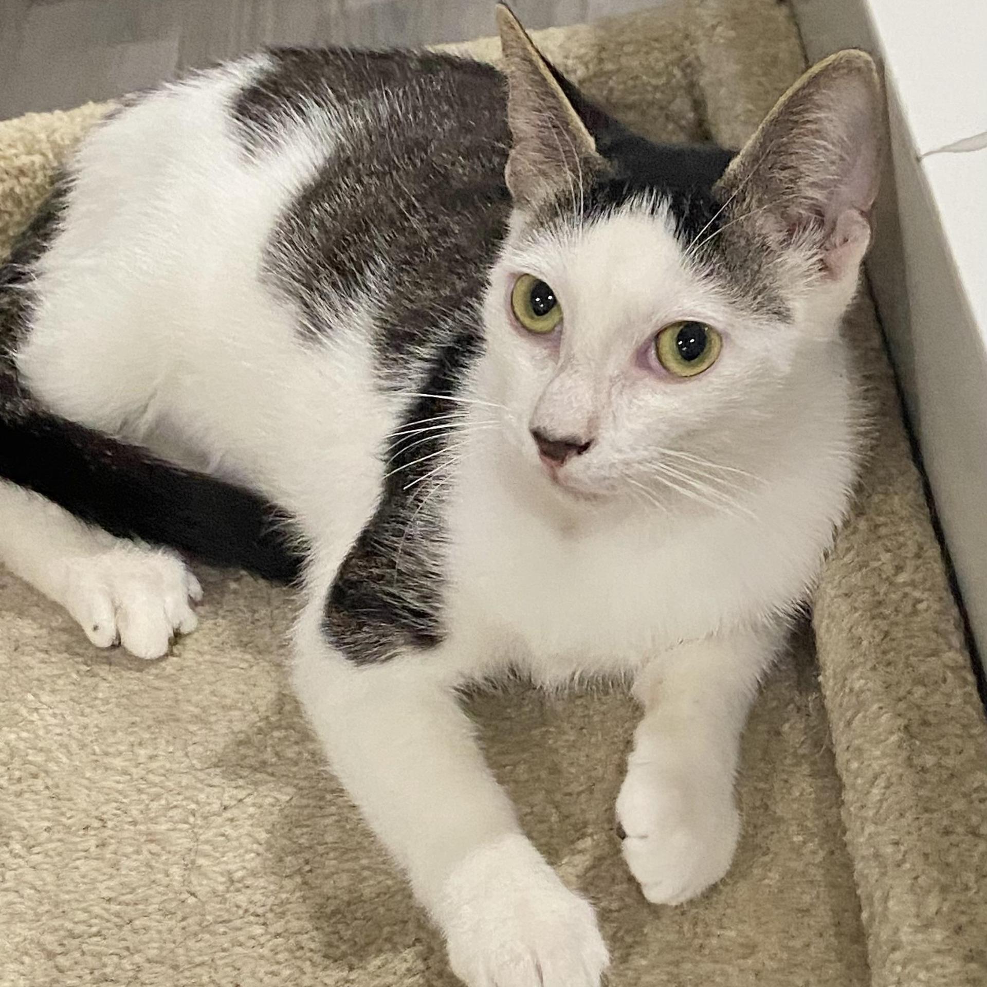 A young medium-sized male Domestic Short Hair cat named Parker for adoption in Miami, FL