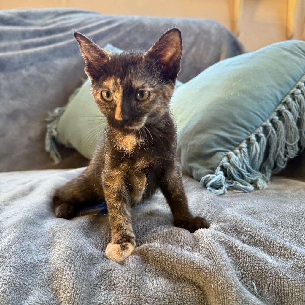 A baby medium-sized female Tortoiseshell Domestic Short Hair cat named Sutton for adoption in Hollywood, FL