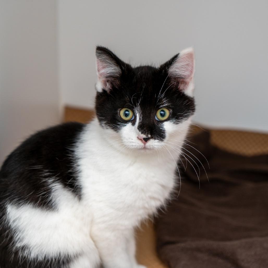 Buffalo Chicken photo 1