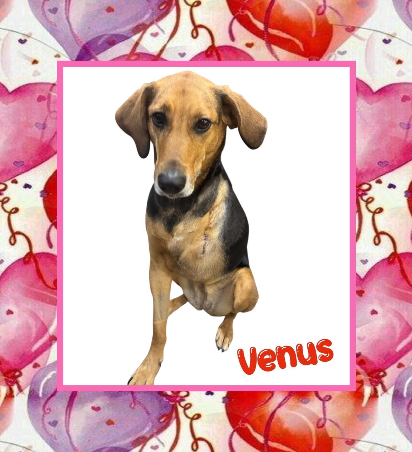 Venus