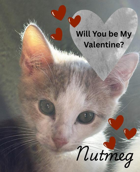 Nutmeglooking For His Valentine