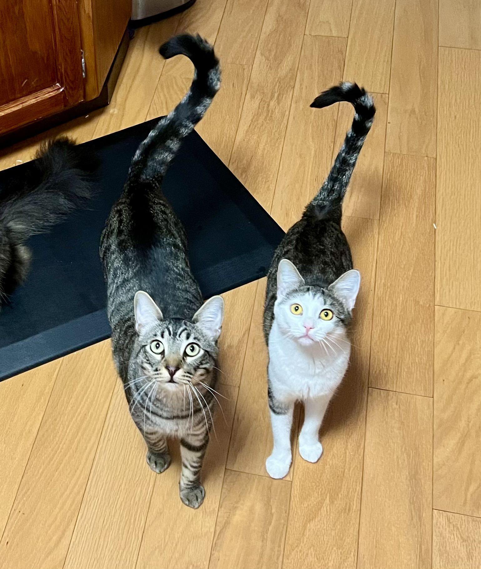 A baby medium-sized male Tabby (Gray / Blue / Silver) Domestic Short Hair cat named Jax And Gemma for adoption in Kirkland, WA
