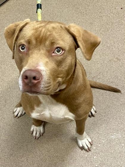 An adult large-sized female Mixed Breed dog named Chestnut for adoption in Chamblee, GA