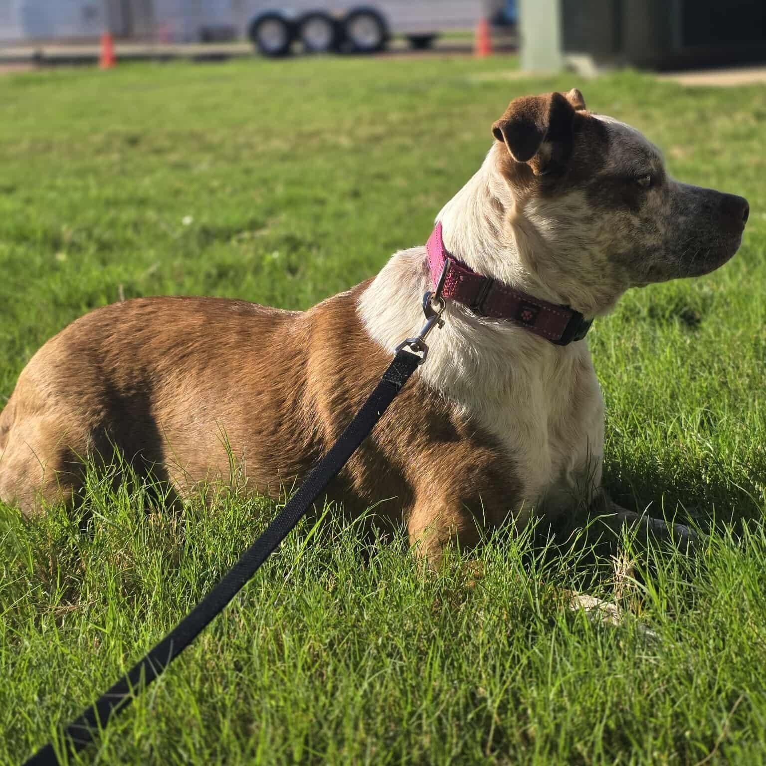 An adult medium-sized female Australian Cattle Dog / Blue Heeler dog named Cinnamon for adoption in Kempner, TX
