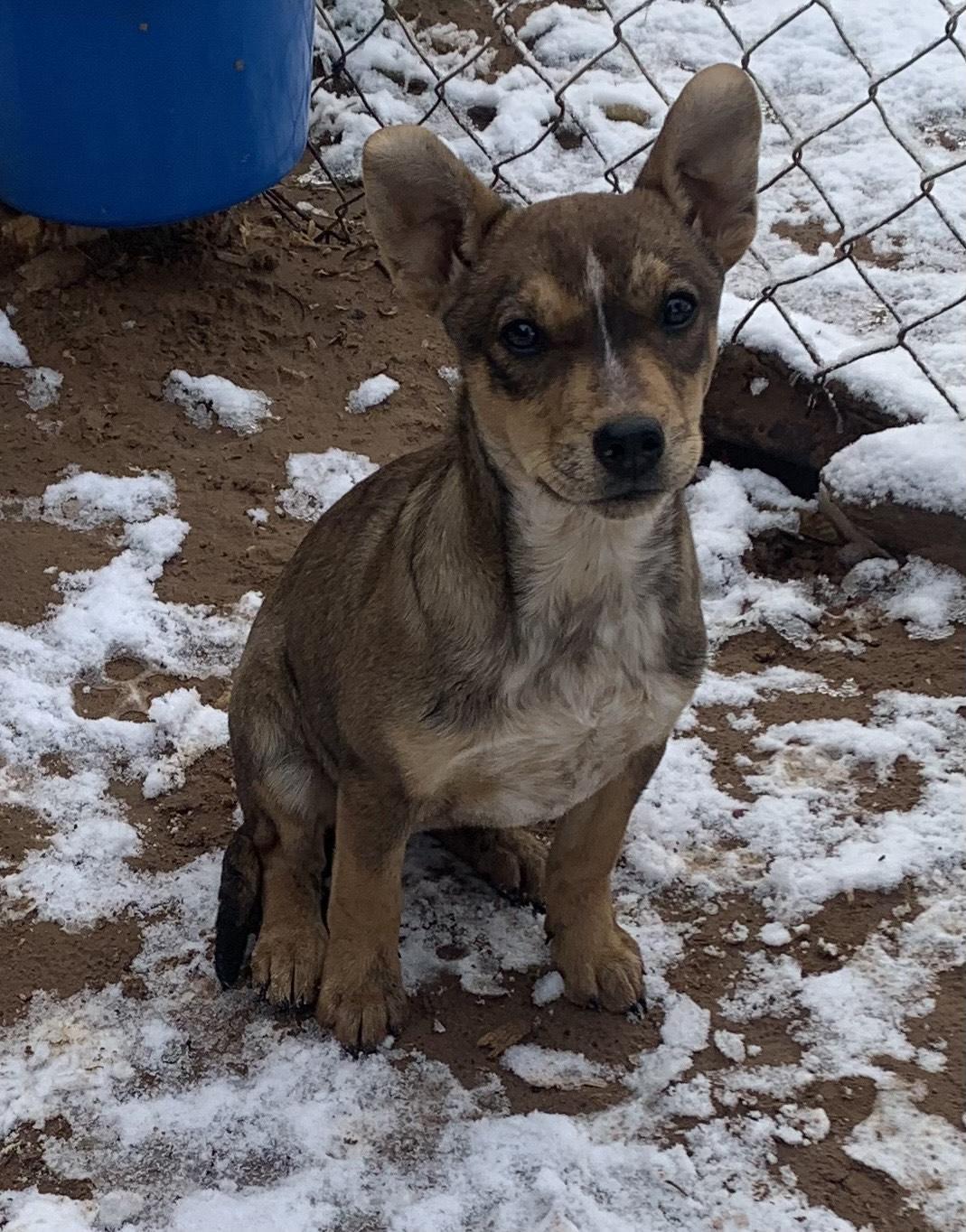 A baby medium-sized female Tricolor (Brown, Black, & White) Terrier dog named Minnie Winnie for adoption in Chinle, AZ