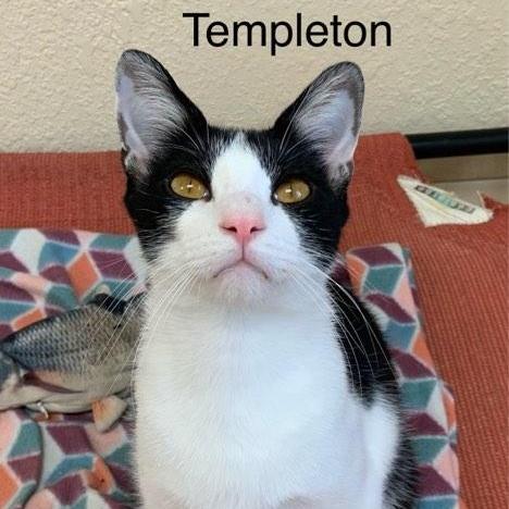 Templeton