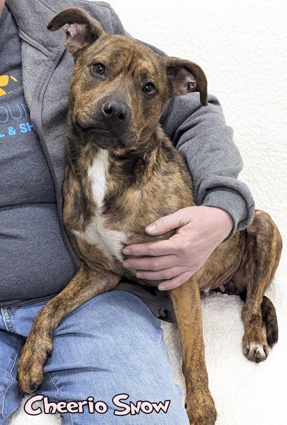 Cheerio Snow photo 1