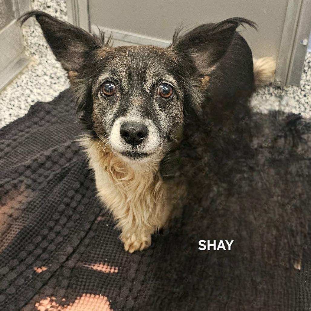 Shay