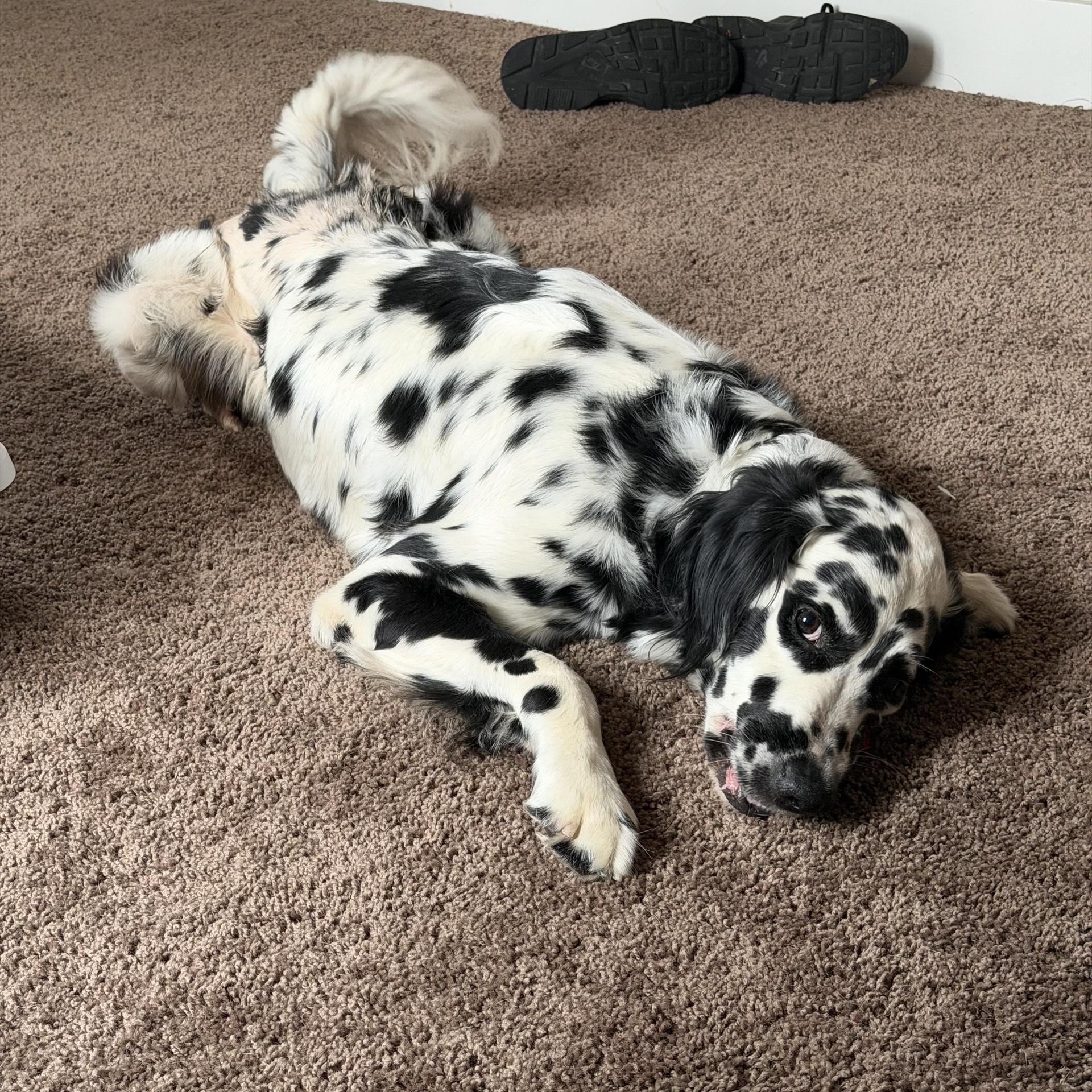 An adult medium-sized male Black Dalmatian dog named Obiburgaw Nc for adoption in San Diego, CA