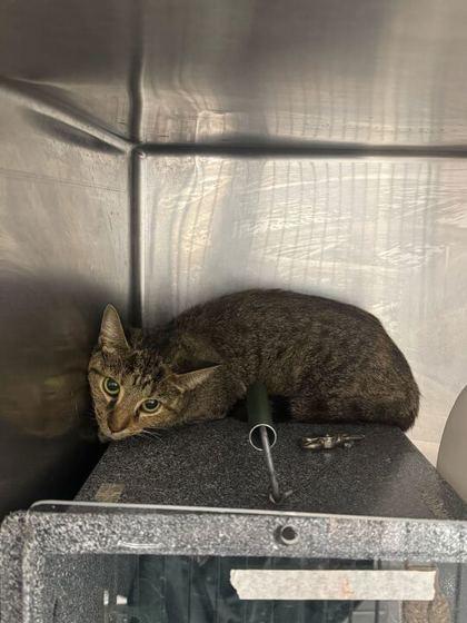 An adult small-sized female Brown / Chocolate Domestic Short Hair cat named Cruze for adoption in Sevierville, TN