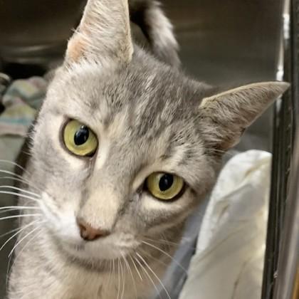An adult medium-sized female Gray / Blue / Silver Domestic Short Hair cat named Syracuse for adoption in Rapid City, SD