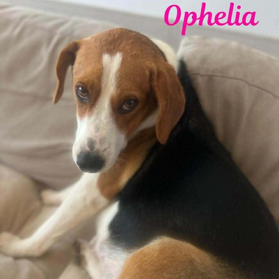 Ophelia
