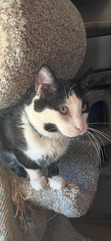 An adult medium-sized male Domestic Medium Hair cat named Howard for adoption in Blanchard, OK