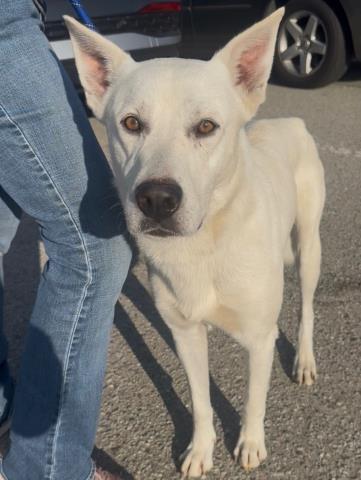 Hank Longtime Resident!