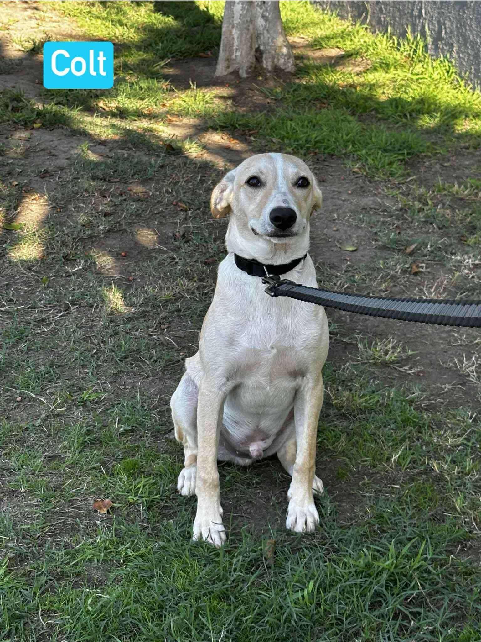 Colt