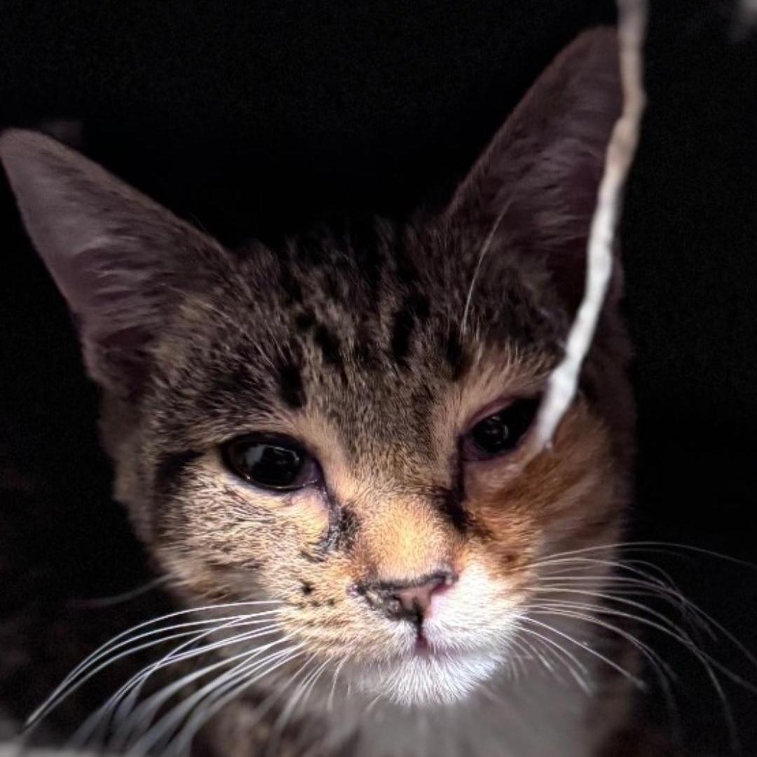 A young medium-sized female Tabby (Orange / Red) Domestic Short Hair cat named Razzle for adoption in Chuckey, TN
