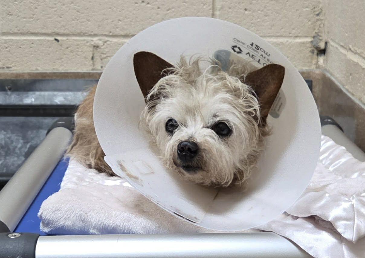 Strawberry Shortcake