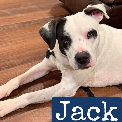 An adult medium-sized male Harlequin Mixed Breed dog named Jack for adoption in Quitman, TX