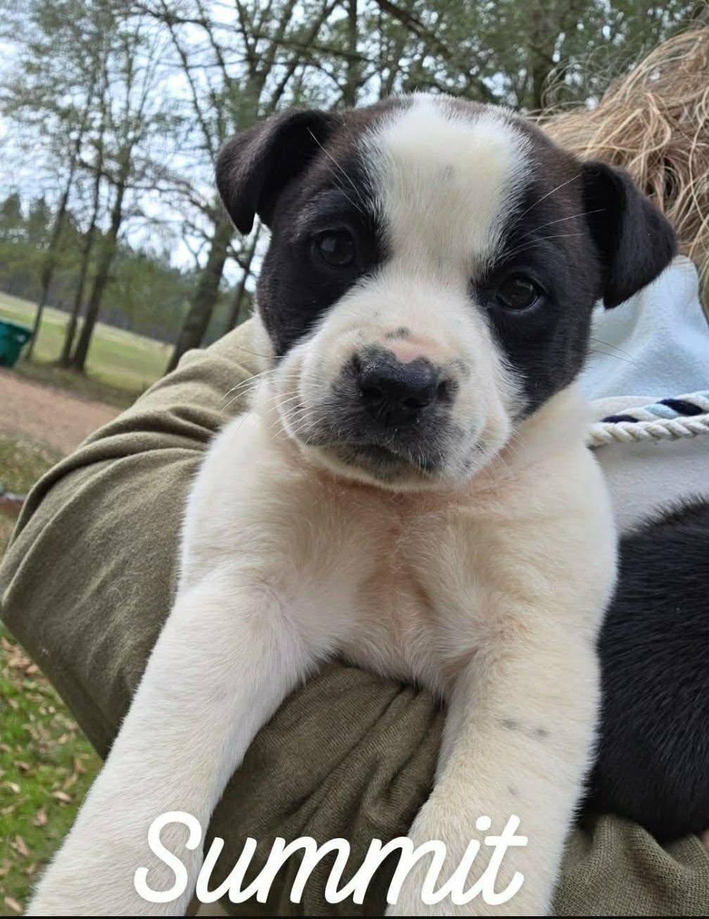 Summit Sh In Ms photo 1