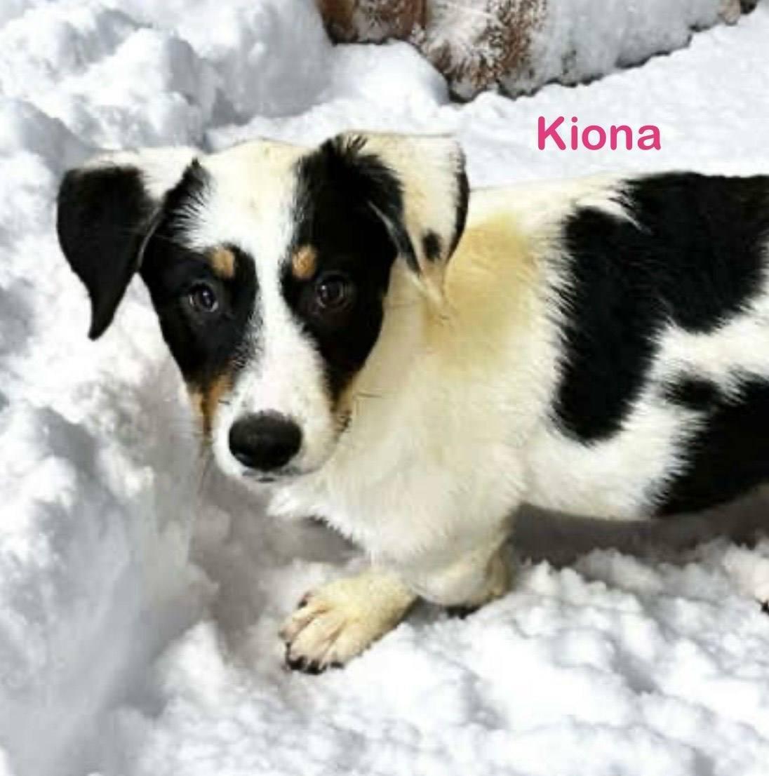 Kiona