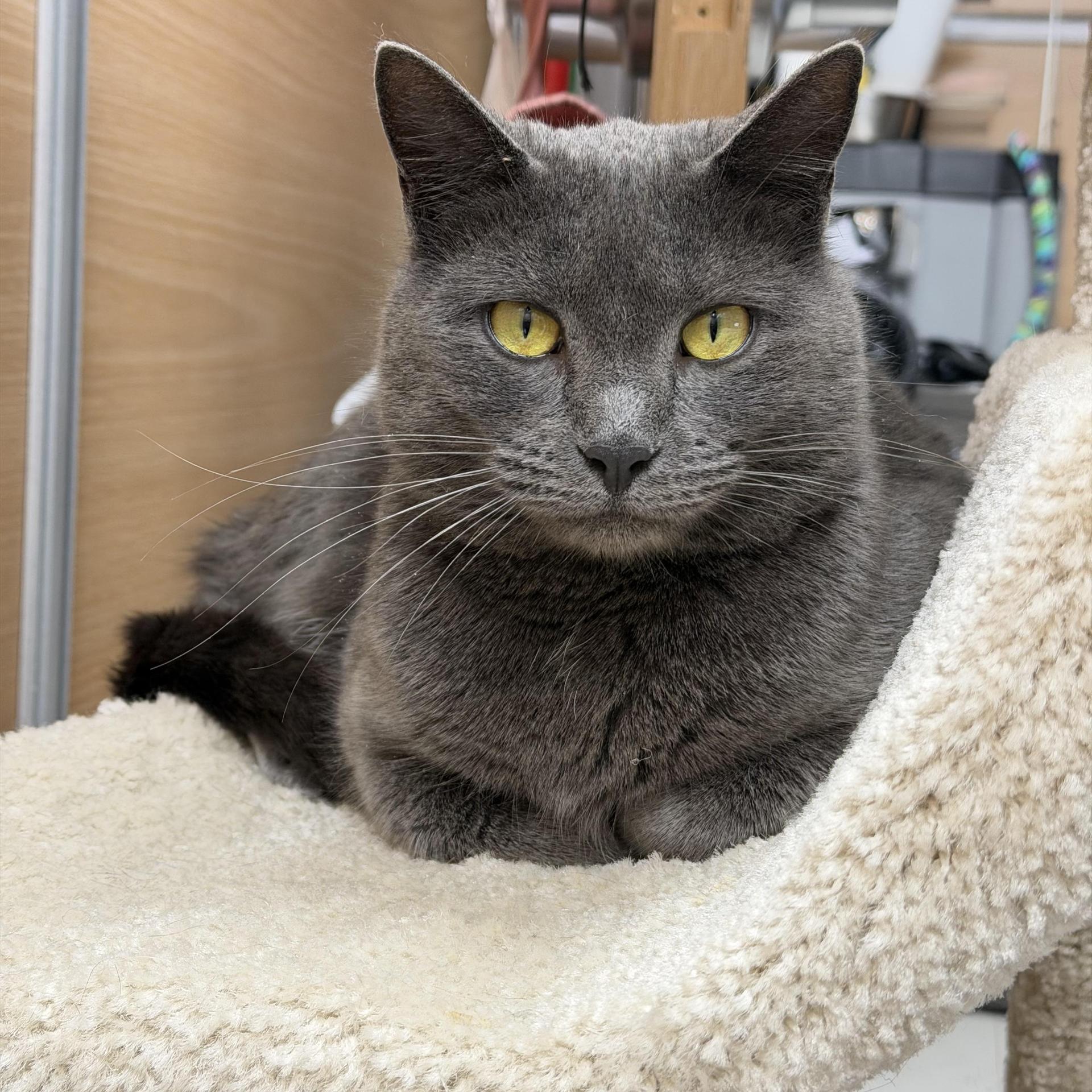 An adult medium-sized female Gray / Blue / Silver Domestic Short Hair cat named Harper for adoption in Salem, NH