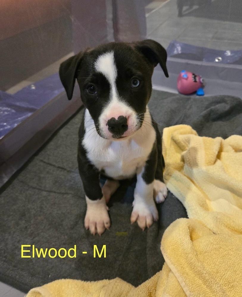 Elwood