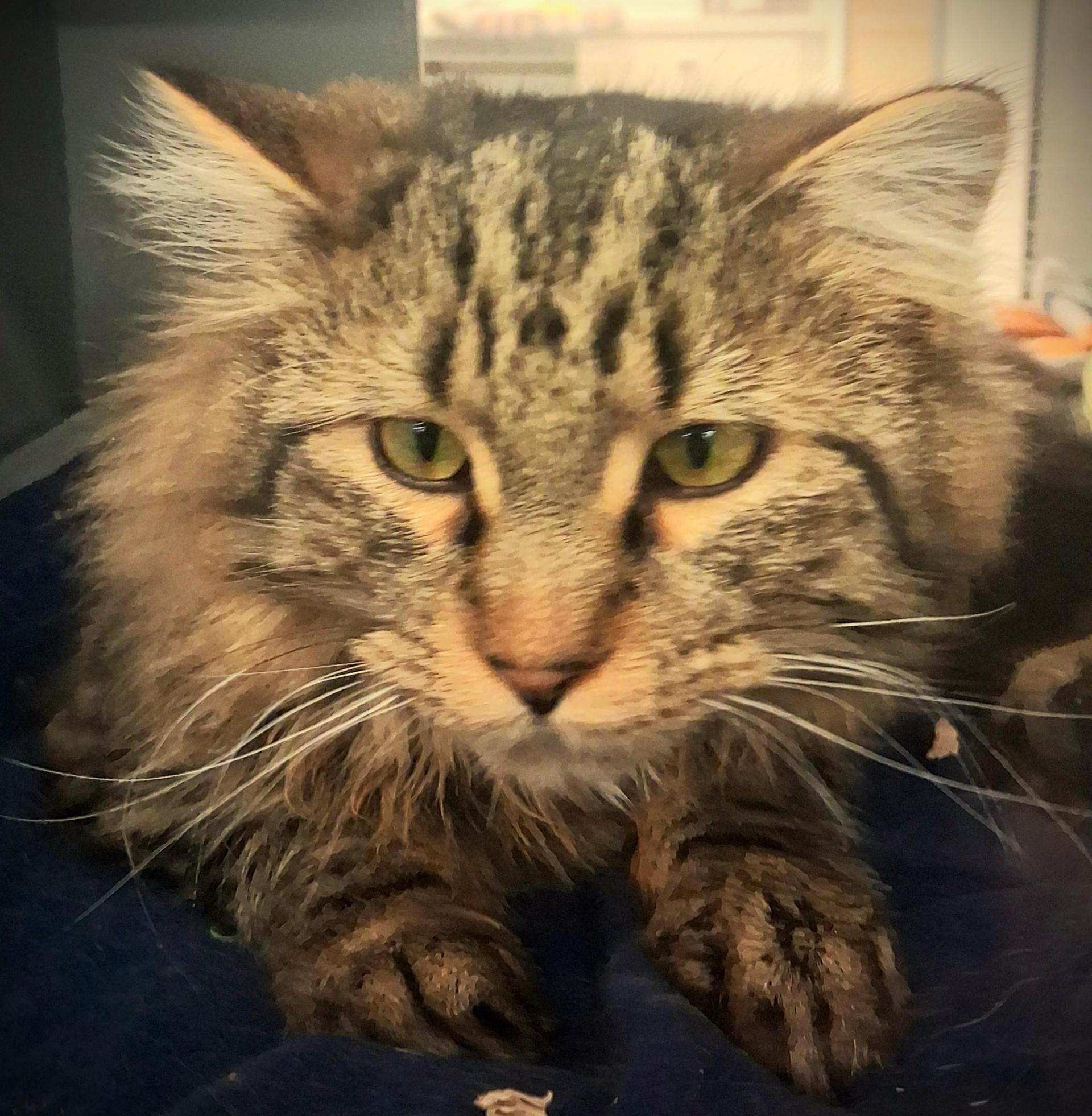A young small-sized male Tabby (Brown / Chocolate) Domestic Long Hair cat named Guiness @ Petsmart Mankato for adoption in Mankato, MN