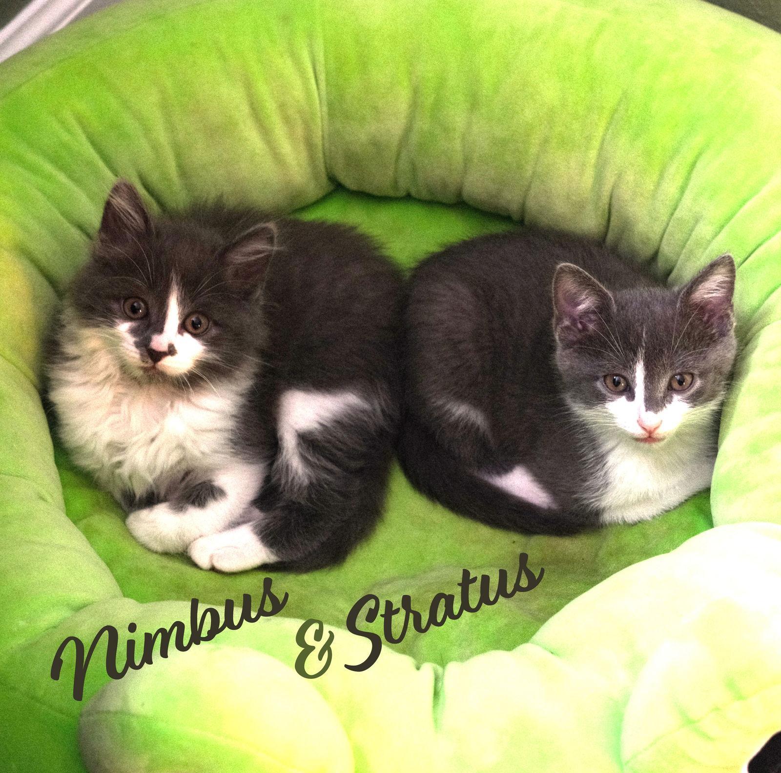 Nimbus & Stratus Bondedbrothers