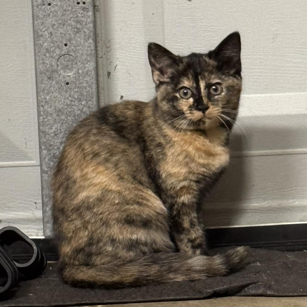 A baby small-sized female Tortoiseshell Domestic Medium Hair cat named Gingham for adoption in Fayetteville, GA
