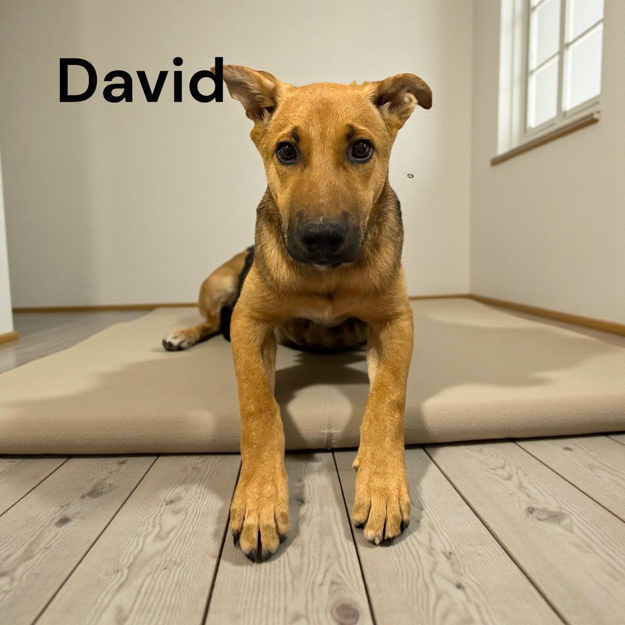 A baby medium-sized male Bicolor German Shepherd Dog dog named David for adoption in Allen, TX