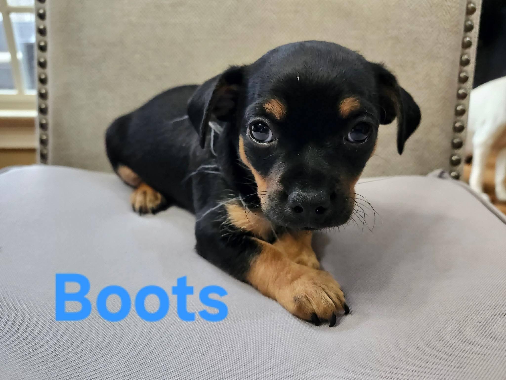 Boots