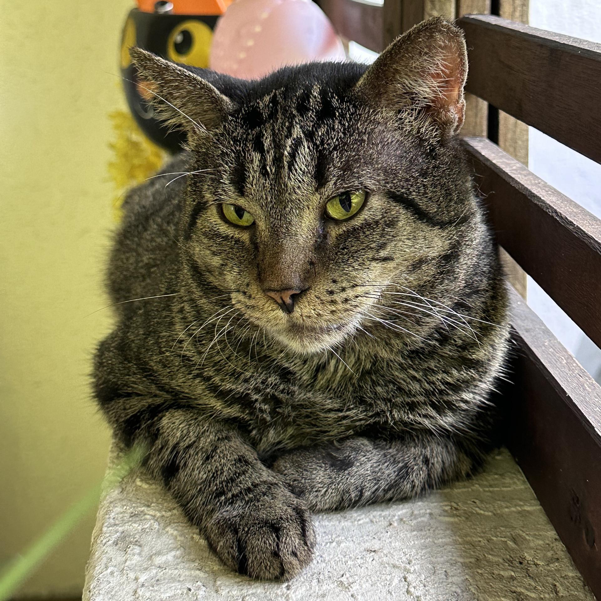 An adult large-sized male Tabby (Brown / Chocolate) Tabby cat named Selleck for adoption in Miami, FL