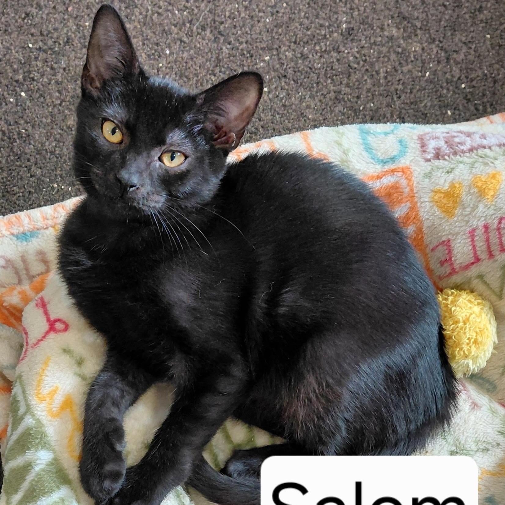 Salem