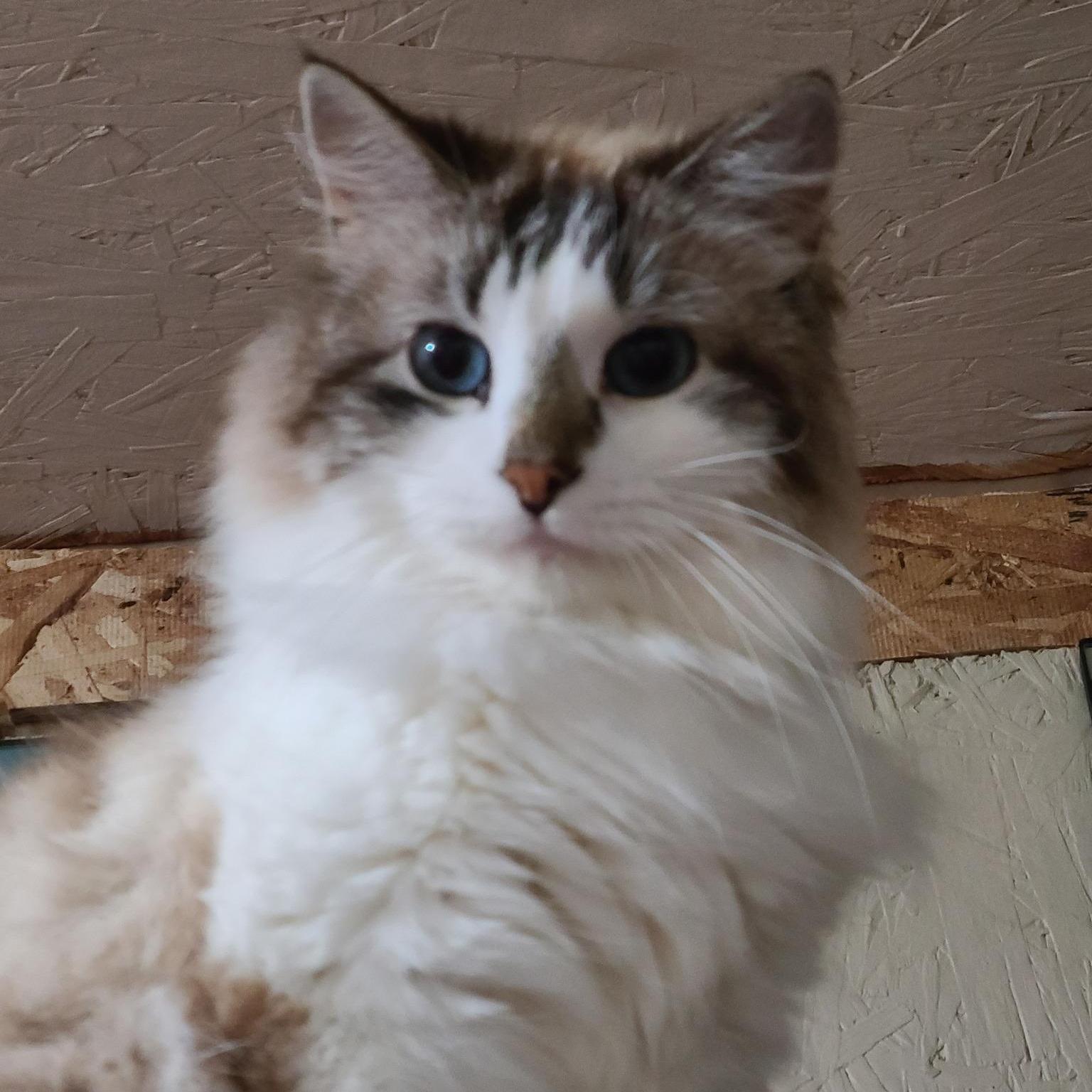 Swedish Puffball >>the Highmaintenance