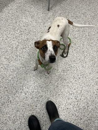 An adult small-sized female Parson Russell Terrier dog named Coco for adoption in Atlanta, GA