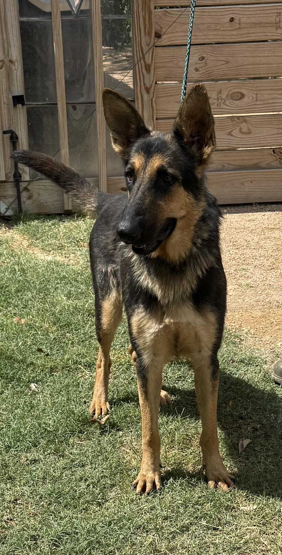 A young large-sized female German Shepherd Dog dog named Melody for adoption in Brookeville, MD