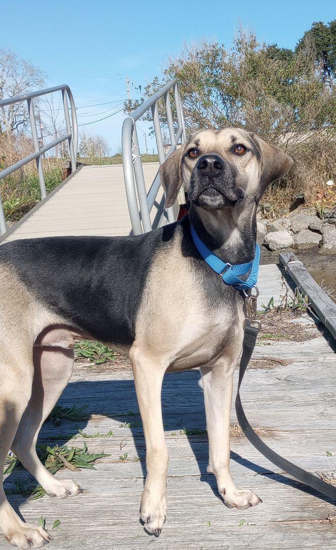 Chip The Most Incredible