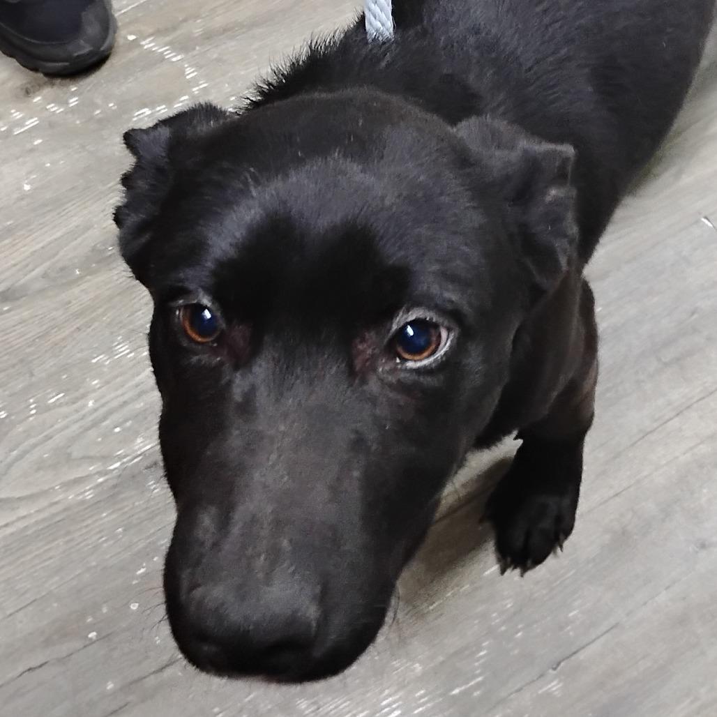 A young medium-sized male Black Mixed Breed dog named Wayne for adoption in Summerville, SC