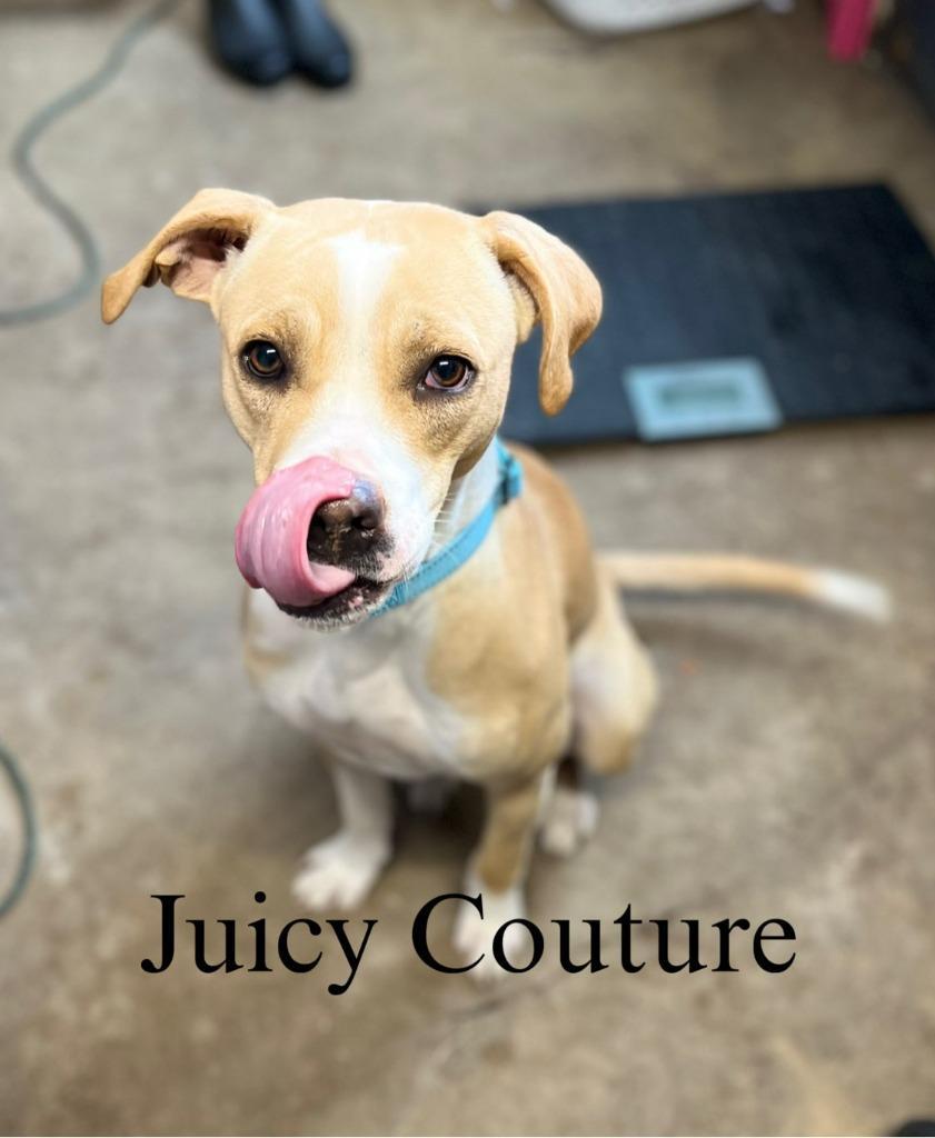 Juicy Couture
