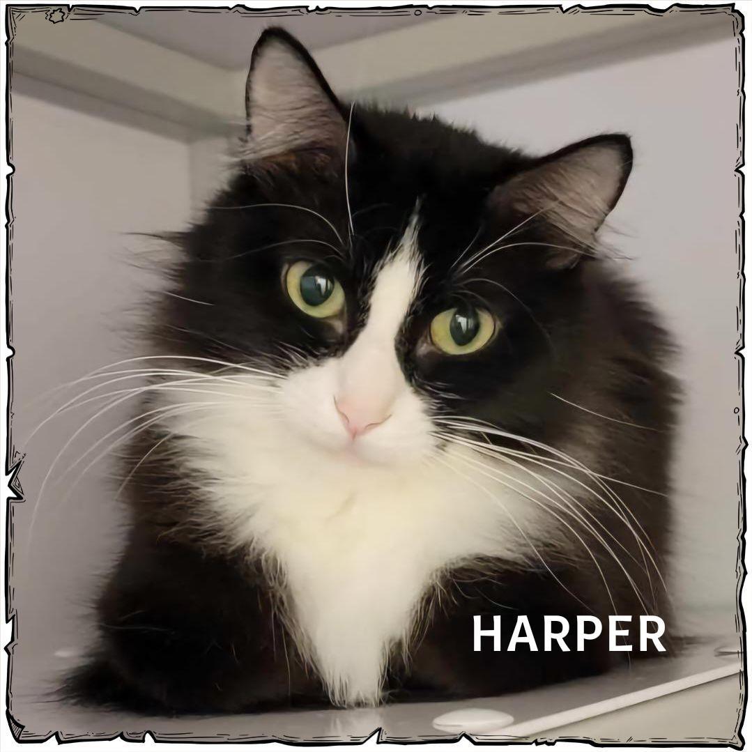 Harper