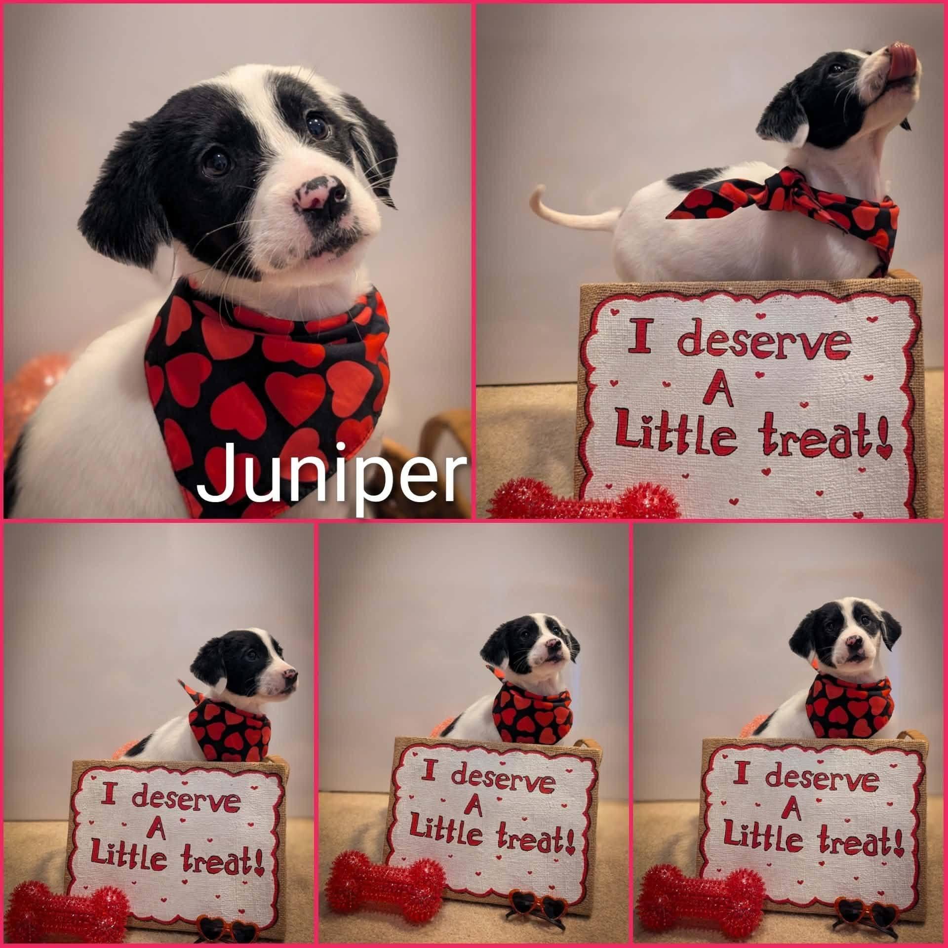 Juniper