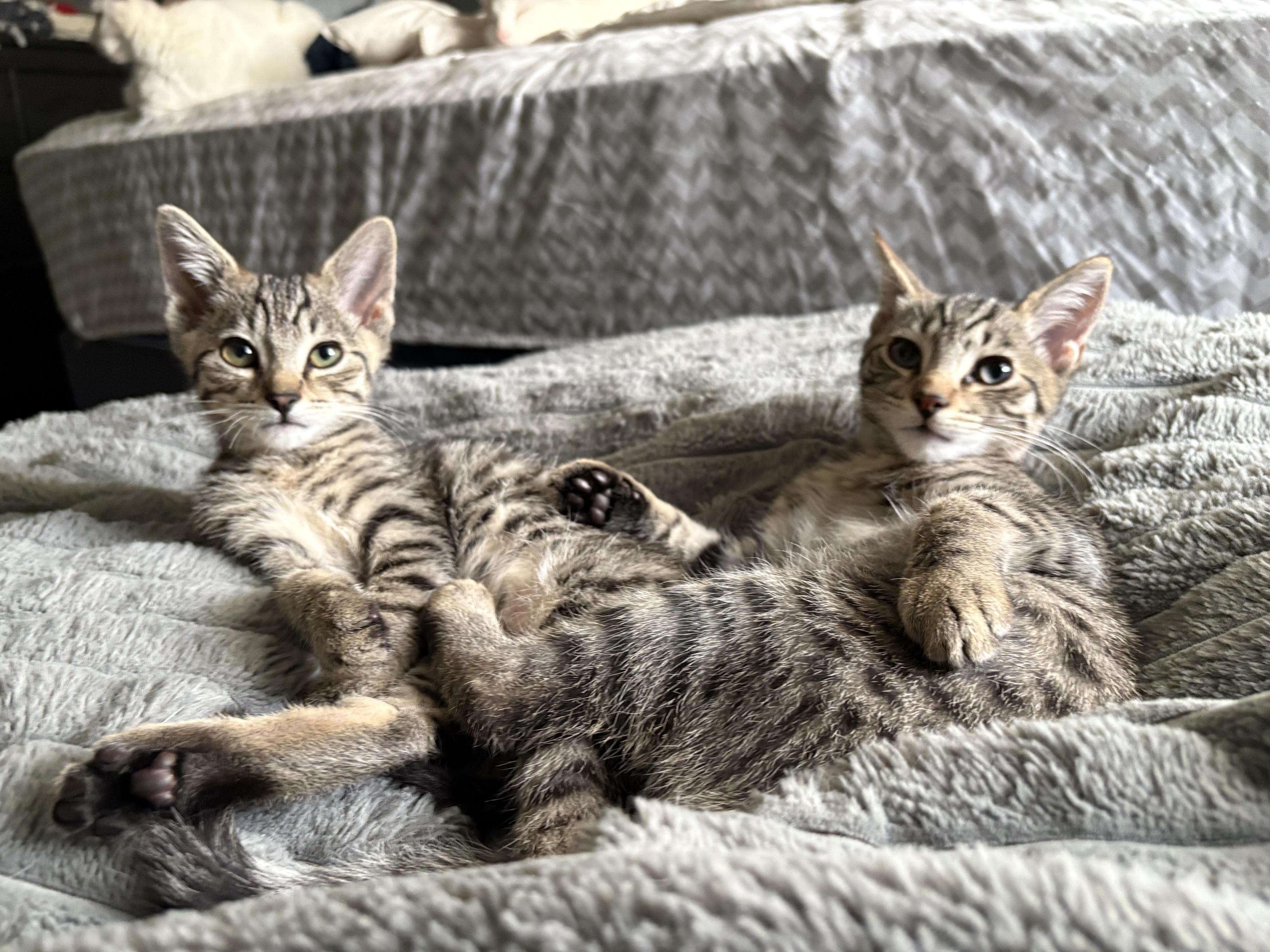 Hawthorn And Hemlock