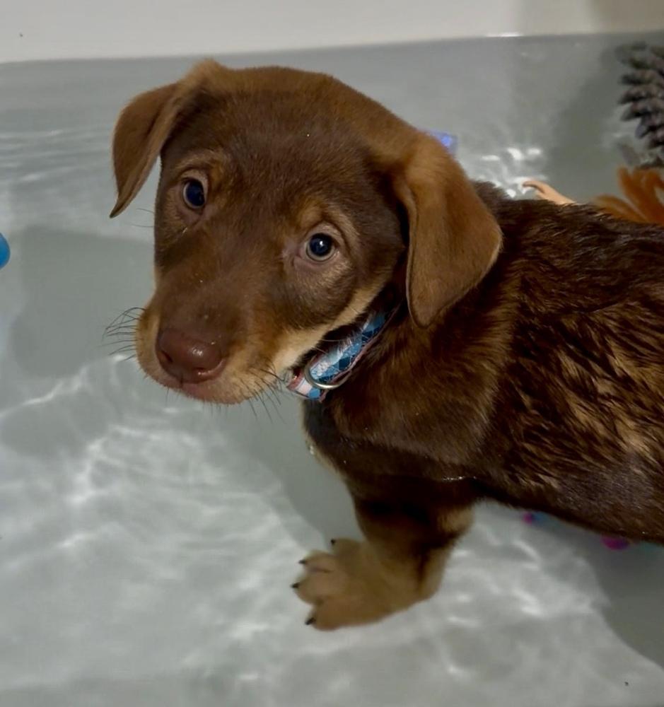 Aussie Litternaomi Watts