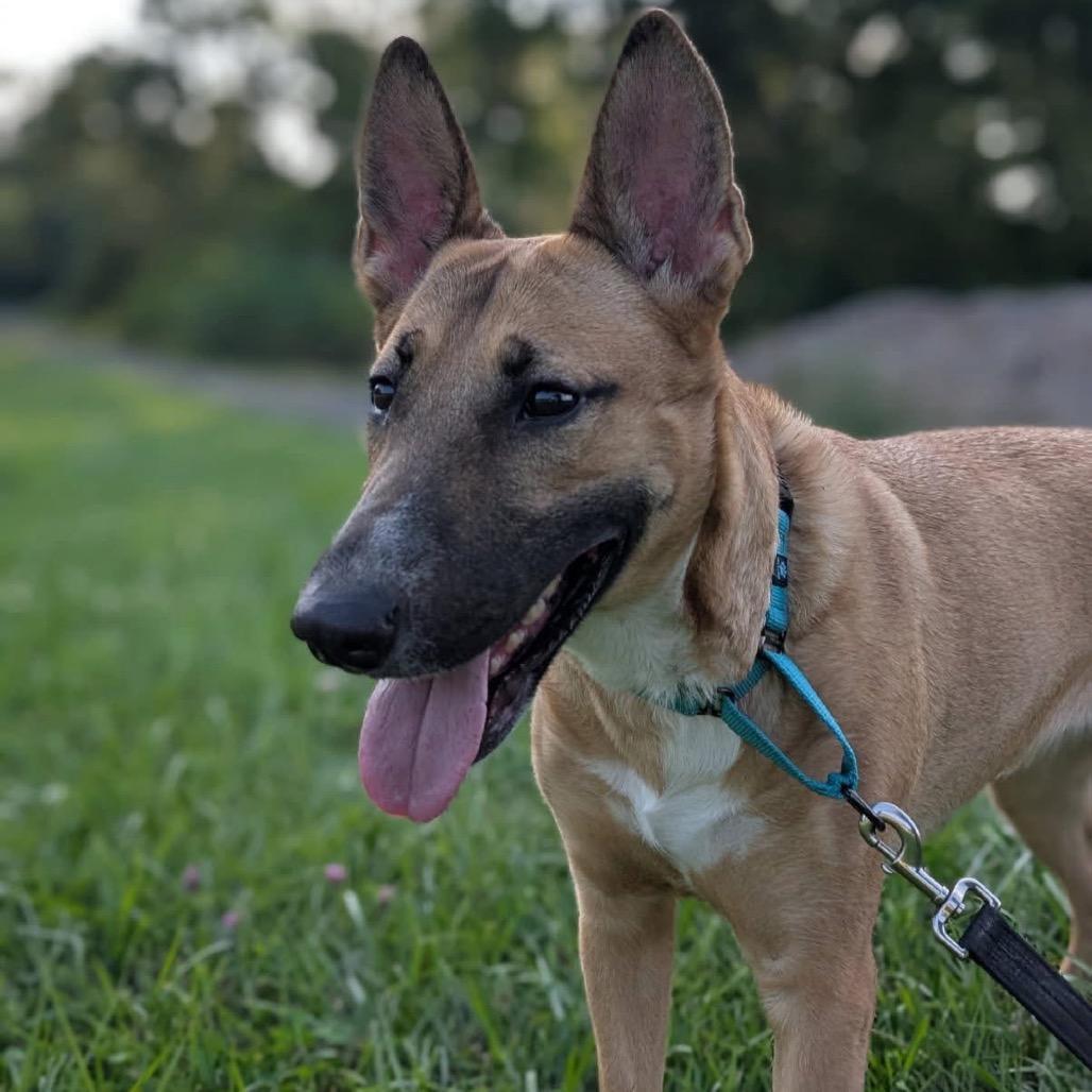 An adult medium-sized female Yellow / Tan / Blond / Fawn Mixed Breed dog named Tippy for adoption in Wappingers Falls, NY