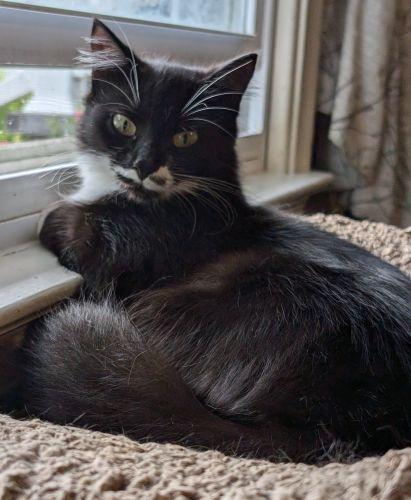 Mistletoe Special Needs